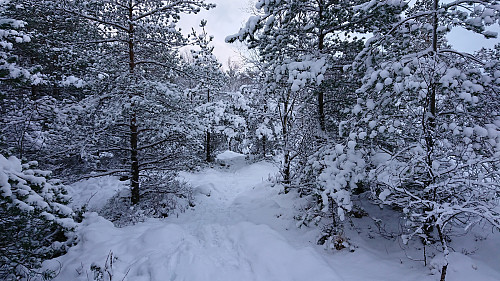 Trail towards Ørneberget