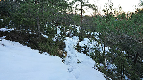 The footprints in the snow were very useful ...