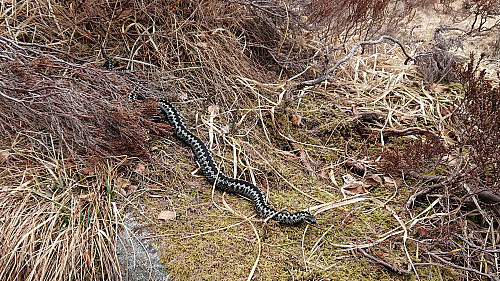 The first viper (i.e. Hoggorm) of 2018 seen by the trail to Ørneberget