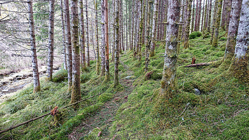 Trail next to the tractor road to Reppåsen