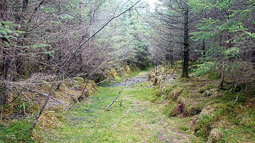 Tractor road towards Reppåsen