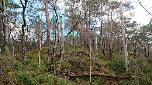 Reppåsen