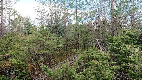 Reppåsen