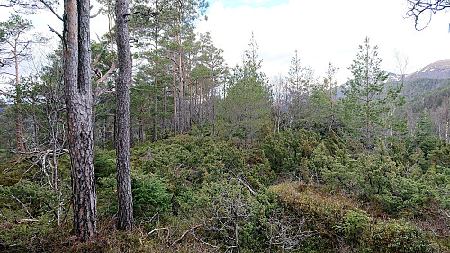Reppåsen