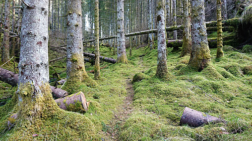 Man-made trail towards Grønhovda