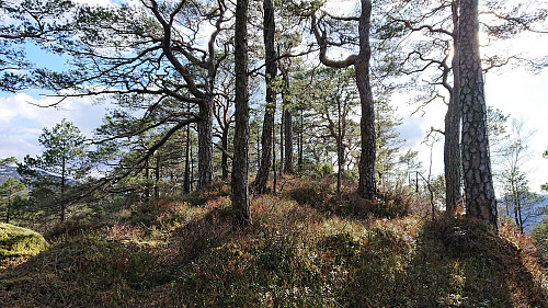 Grønhovda