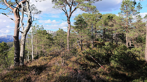 Grønhovda