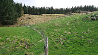 Trailhead behind the tree to the left