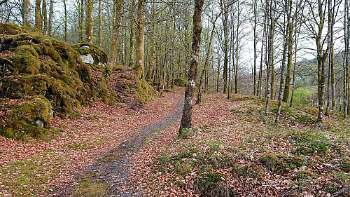 The beech forest at Vollom