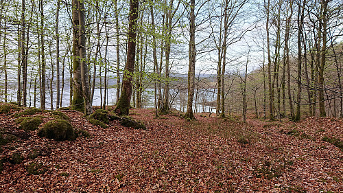 The beech forest at Vollom