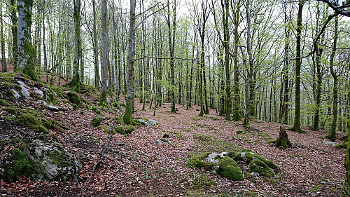 The beech forest at Vollom
