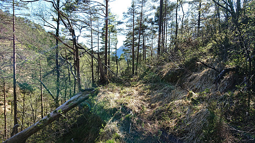 Reconnected with the "trail" down from Gråfjellet