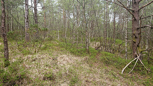 "Trail" towards Grimstadfjellet...