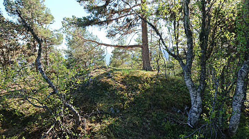 The highest point at Stedjeåsen