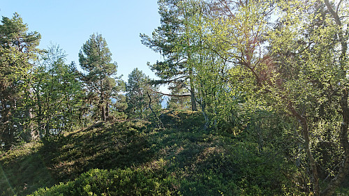 The summit area at Stedjeåsen