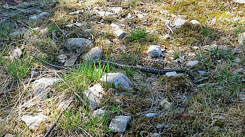 Viper slithering away from the gravel road down to Bruland
