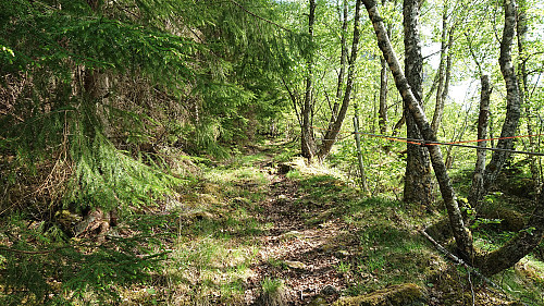 Trail towards Flot
