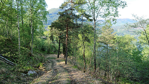 Tractor road down to Barsnesfjorden