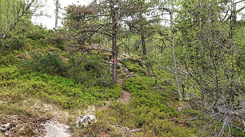 Marked trail towards Solvornnipa