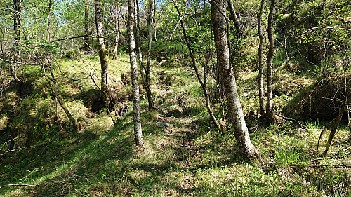 Lots of nice deer tracks to follow