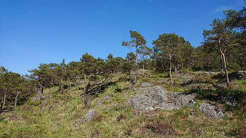 The terrain opened up along the ridge