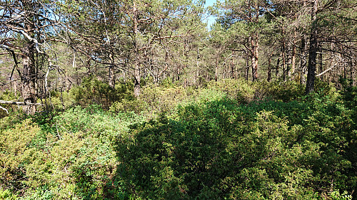 But the summit area had lots of medium size bushes
