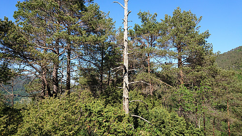The summit of Eggene. The highest point is just behind the dead tree.