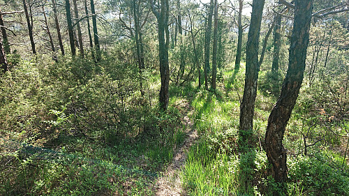 Following an almost trail-like deer track on the descent