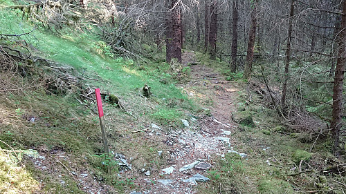 Marked trail down from Elsåsfjellet