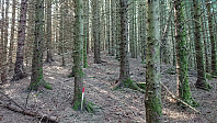 Entering the dense forest