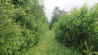 Tractor road towards Sollikammen