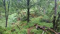 Trail disappearing. Head right.