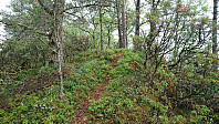 The trail later reappeared