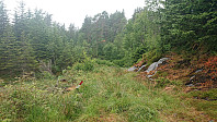 Marked trail to Totlandsfjellet