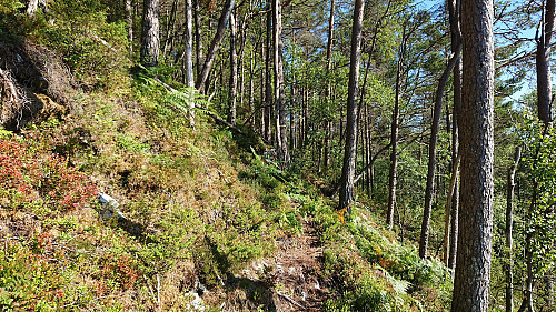 Trail towards Jerfjellet