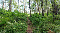 Trail to Bukkaberget