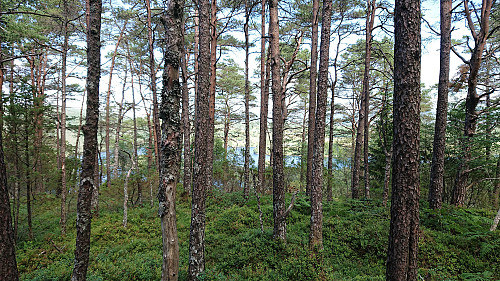 Limited views from Bukkaberget