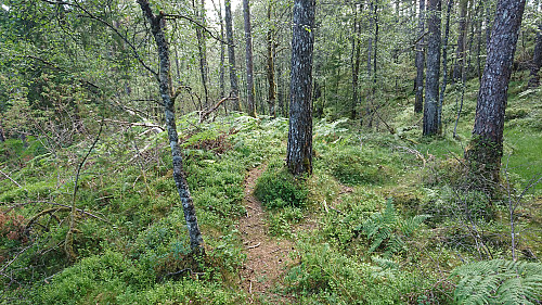 Trail south from Bukkaberget