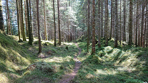 Trail south from Bukkaberget