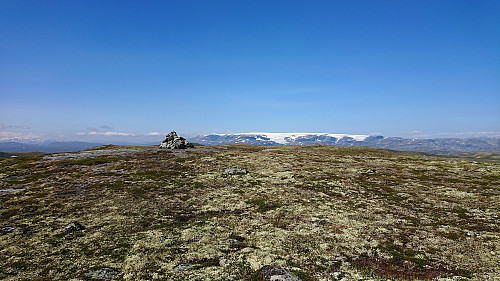 Dyranutane with Hardangerjøkulen in the background