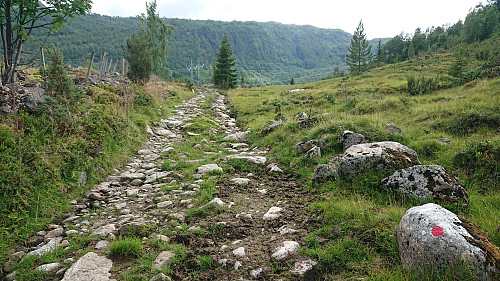 Marked trail/tractor road