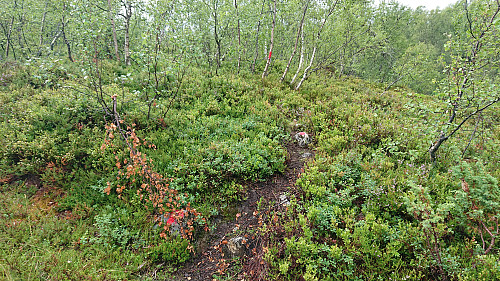 Trail turning north, but where does it lead..?