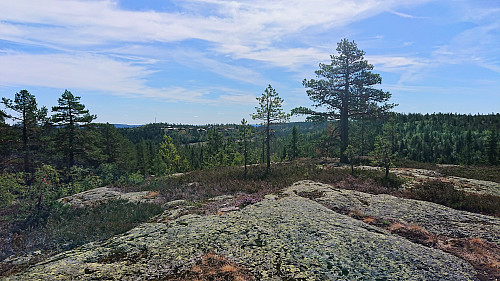 Dulpeknatten