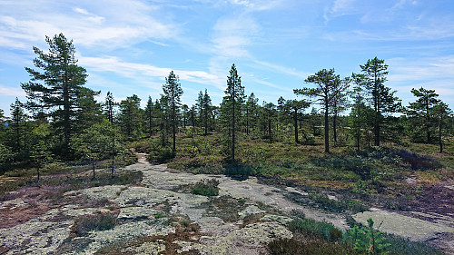 Dulpeknatten