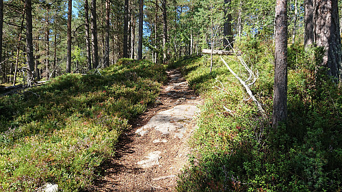 Nice trail towards Bjørkestølen