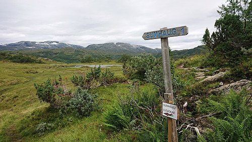 Trail splitting at Kalvavatnet
