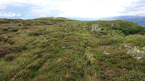 Weak trail towards the viewpoint northwest of the summit