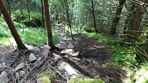Trail down from Lyngfjellet/Haukåsskolten