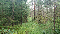 Tractor road becomes trail