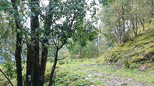 Deer from the ascent to Blom